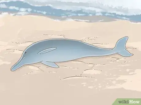 Image titled Save a Stranded Dolphin Step 6