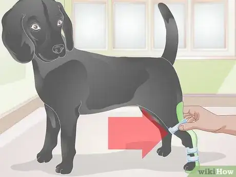 Image titled Take Care of an Injured Dog Step 15