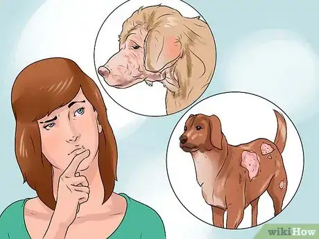 Image titled Identify Mange on Dogs Step 11