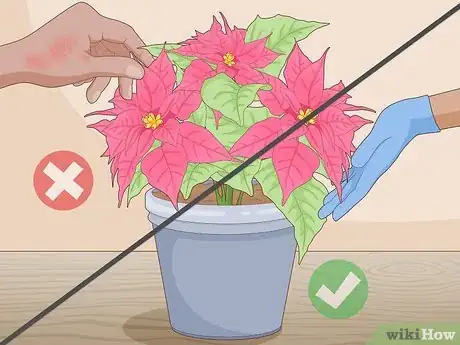 Image titled Prune a Poinsettia Step 1