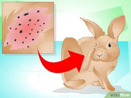 Image titled Determine if Your Rabbit Is Sick Step 18