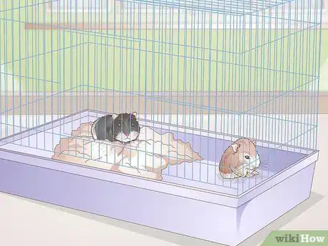 Image titled Breed Dwarf Hamsters Step 6