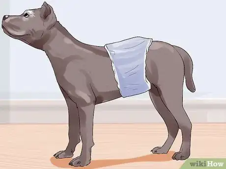 Image titled Determine Whether to Diaper a Senior Dog Step 8