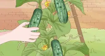 Grow Cucumbers in Pots