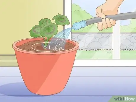 Image titled Grow Geraniums Indoors Step 7