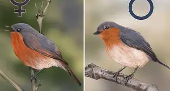 Tell a Male Robin from a Female Robin