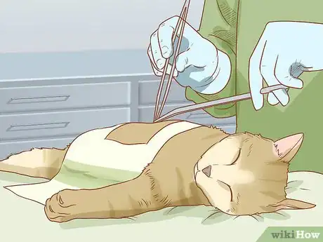 Image titled Diagnose and Treat Hernias in Cats Step 15