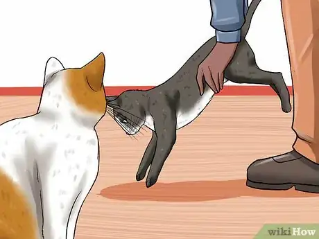 Image titled Help Cats Become Friends Step 13