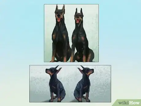 Image titled Diagnose Heart Conditions in Doberman Pinschers Step 11