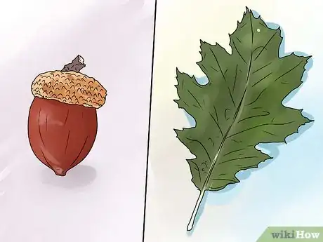 Image titled Identify Oak Leaves Step 13