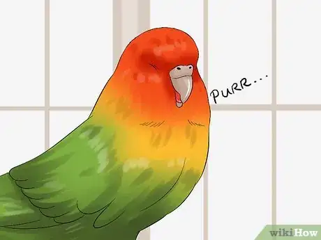 Image titled Tell if Your Pet Budgie Likes You Step 9