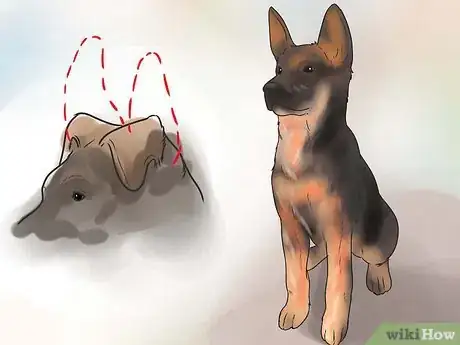 Image titled Tape Up Stubborn German Shepherd Puppy Ears Step 3