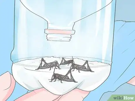 Image titled Catch Crickets Step 11