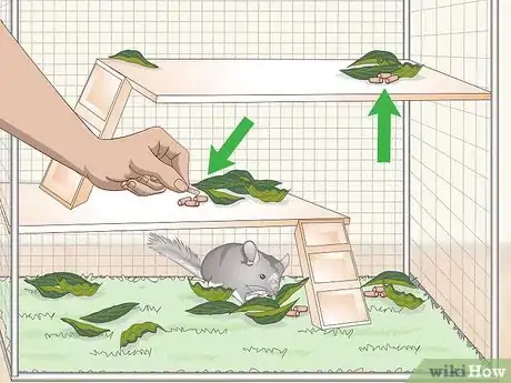 Image titled Keep a Chinchilla Calm Step 4