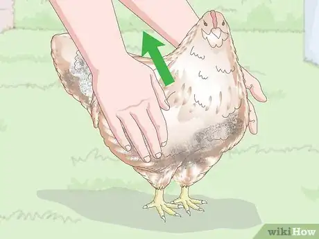 Image titled Bathe a Chicken Step 6