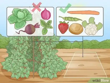 Image titled Grow Pole Beans Step 2