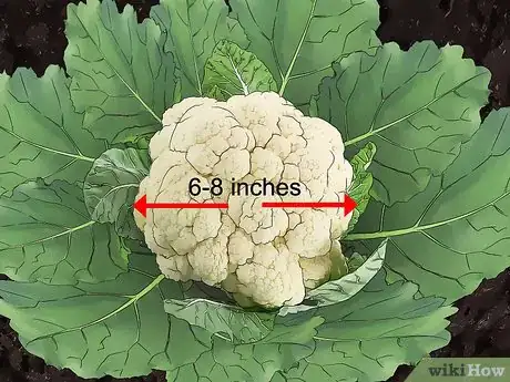 Image titled Harvest Cauliflower Step 3