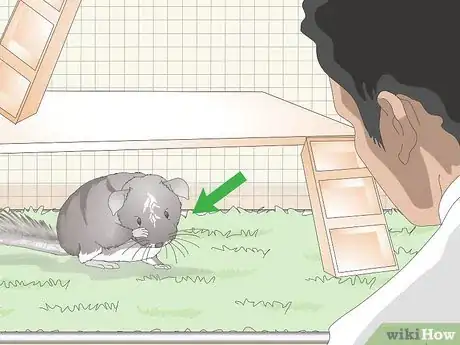 Image titled Keep a Chinchilla Calm Step 6