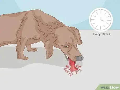 Image titled Treat Hge in Dogs at Home Step 1