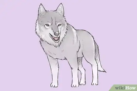 Image titled Draw a Wolf Step 19