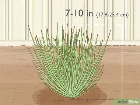 Image titled Grow Chives Step 17