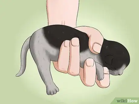 Image titled Make a Kitten Poop Step 1