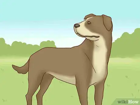 Image titled Get Your Dog to Stop Play Biting Step 13