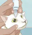 Treat a Cat with Anisocoria