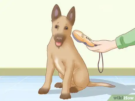 Image titled Care for a Belgian Malinois Step 21