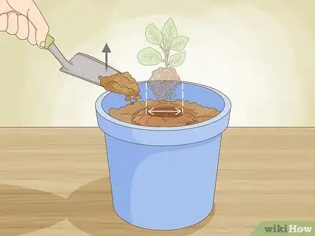 Image titled Transplant Herb Seedlings Step 5
