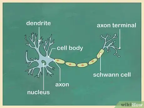 Image titled Study the Brain Step 6