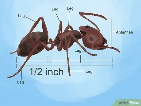 Image titled Get Rid of Carpenter Ants Step 10