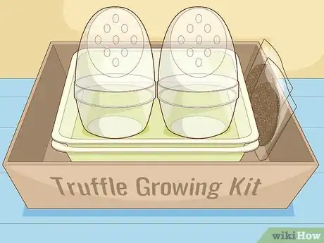 Image titled Grow Truffles Indoors Step 1