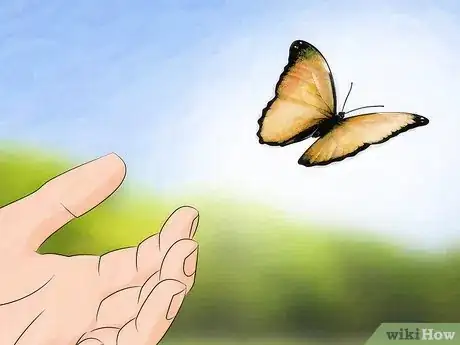 Image titled Care for a Butterfly with a Broken Wing Step 11