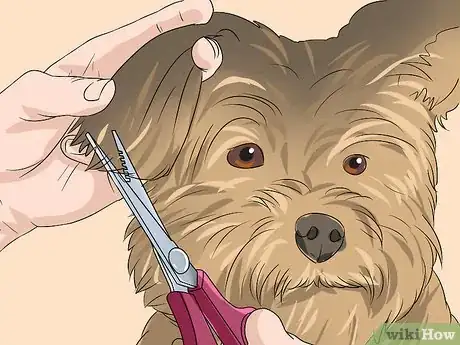 Image titled Trim a Yorkie's Face Step 9