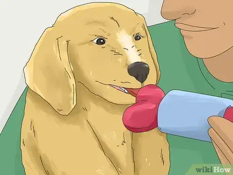 Image titled Get a Puppy to Stop Growling when You Pick Them Up Step 13