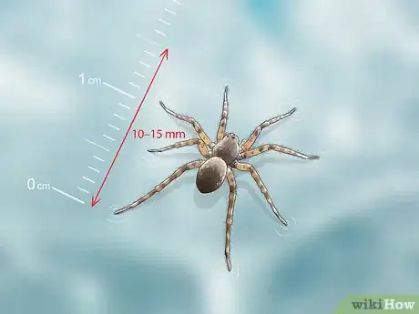 Image titled Identify a Water Spider Step 1