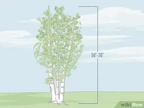 Image titled Identify Different Species of Birch Trees Step 10