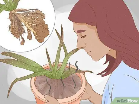 Image titled Why Does Your Aloe Plant Not Stand Up Step 11