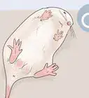 Tell if a Mouse Is Male or Female