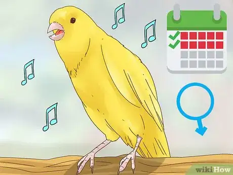 Image titled Choose a Canary Step 8