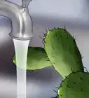 Save a Dying Cactus