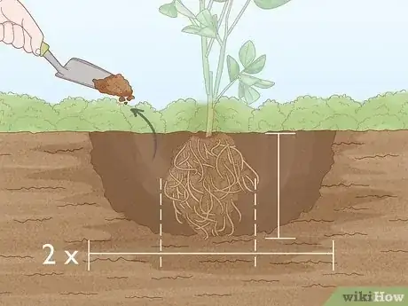 Image titled Grow Citrus Fruits Step 5