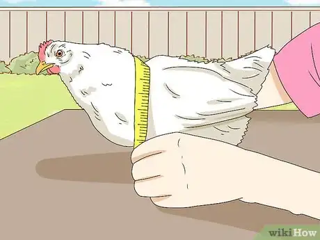 Image titled Make a Chicken Harness Step 1