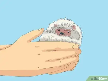 Image titled Tame a Hedgehog Step 1