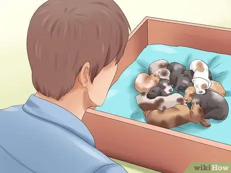 Image titled Pick a Puppy from a Litter Step 5