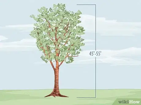 Image titled Identify Different Species of Birch Trees Step 23