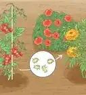 Grow a Tomato Plant