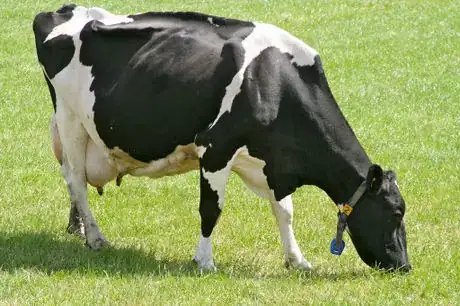 Image titled Dairy Cow in Holland