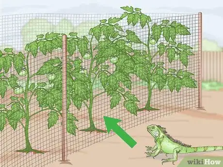 Image titled Keep Iguanas out of Your Yard or Garden Step 1